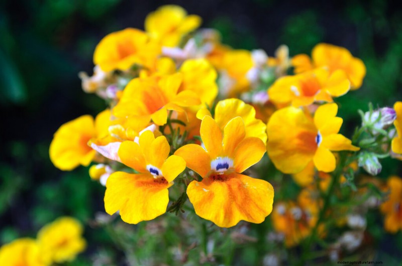 Nemesia:Bunte Blüten anbauen und pflegen | Gartenführer 