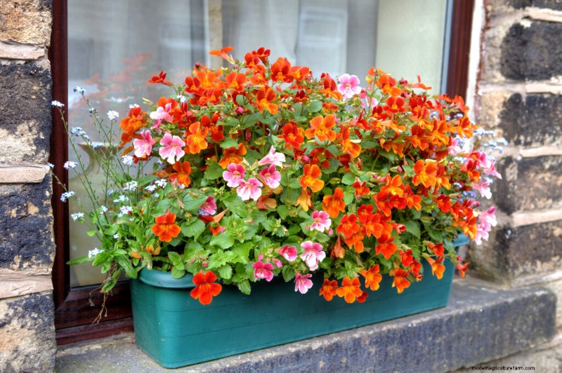 Nemesia:Bunte Blüten anbauen und pflegen | Gartenführer 