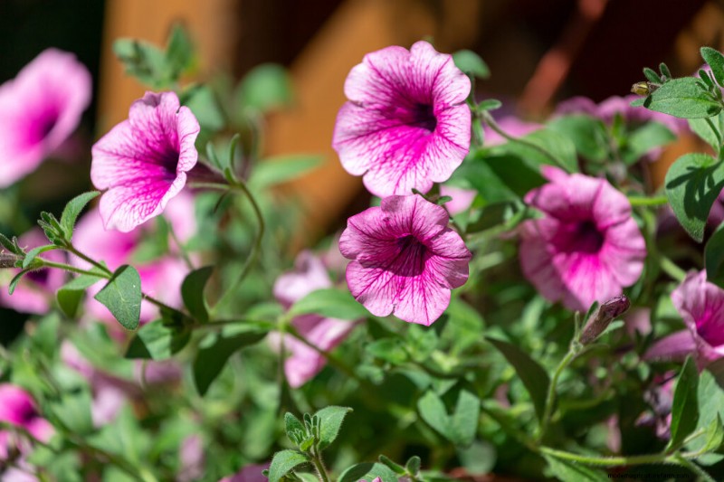 ペチュニアのケア:鮮やかな花を育てて維持する 