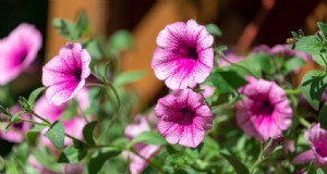 ペチュニアのケア:鮮やかな花を育てて維持する 