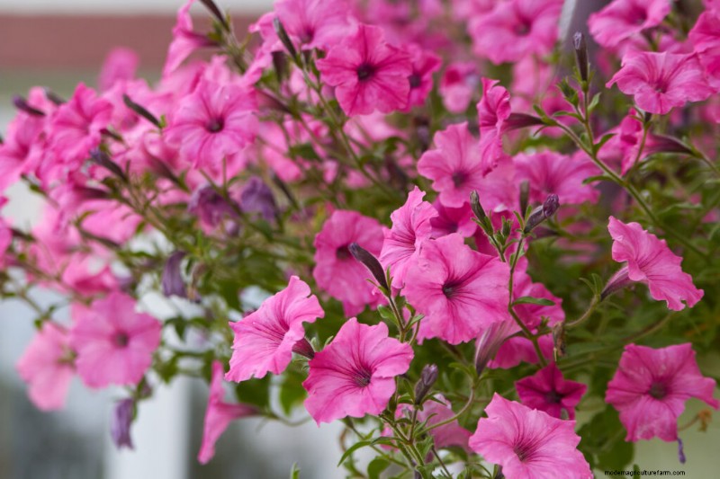 ペチュニアのケア:鮮やかな花を育てて維持する 