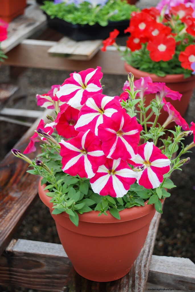 ペチュニアのケア:鮮やかな花を育てて維持する 