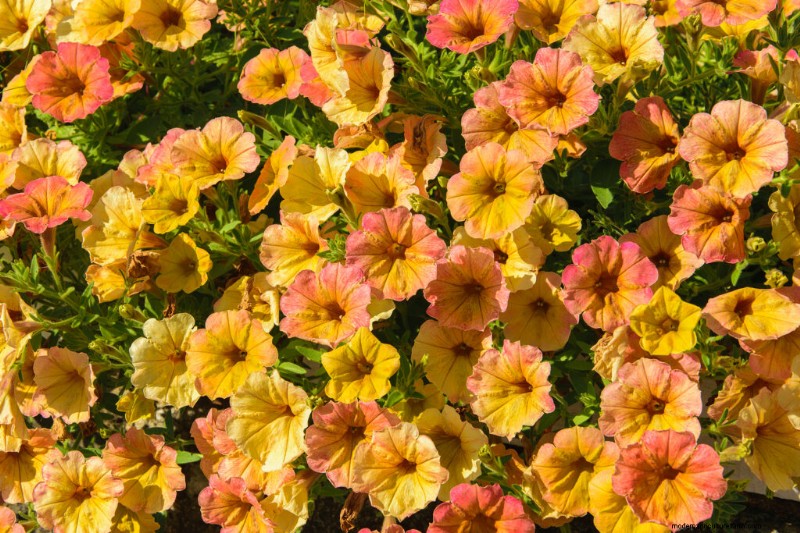 ペチュニアのケア:鮮やかな花を育てて維持する 