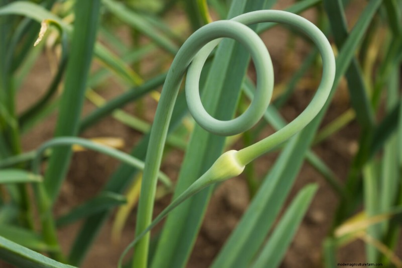 Scapi d aglio:una guida completa alla coltivazione e all utilizzo di questa verdura saporita 