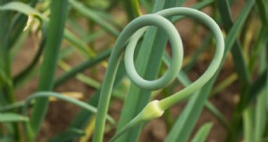 ニンニクのスケープ：この風味豊かな野菜の栽培と使用に関する完全ガイド 
