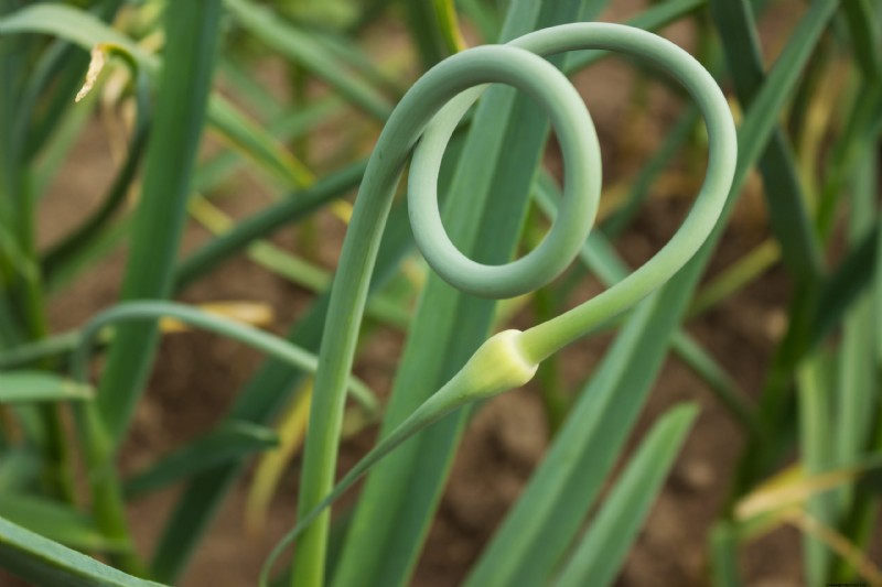 Scapi d aglio:una guida completa alla coltivazione e all utilizzo di questa verdura saporita 
