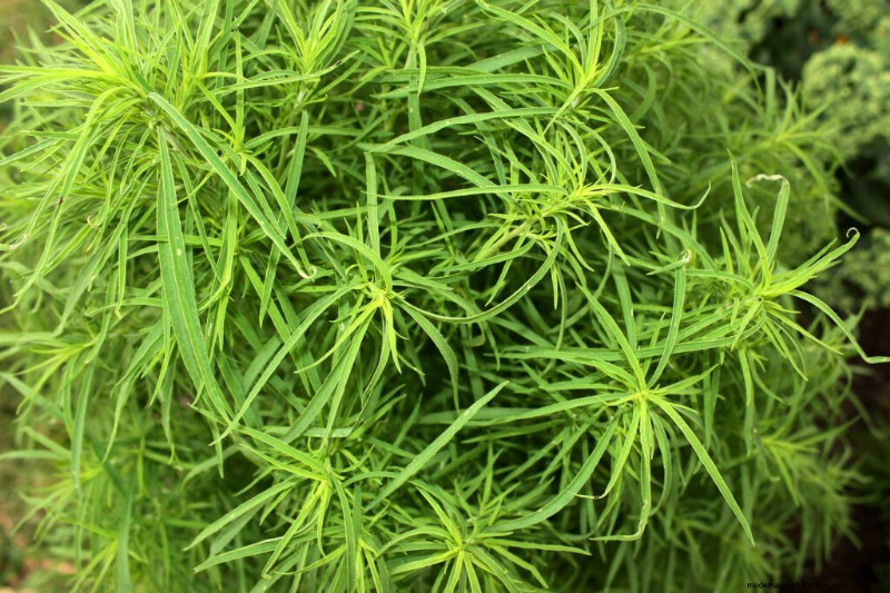 Kochia:Växa och ta hand om den färgglada sommarcypressen