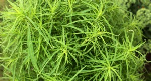 Kochia:coltivare e prendersi cura del colorato cipresso estivo 