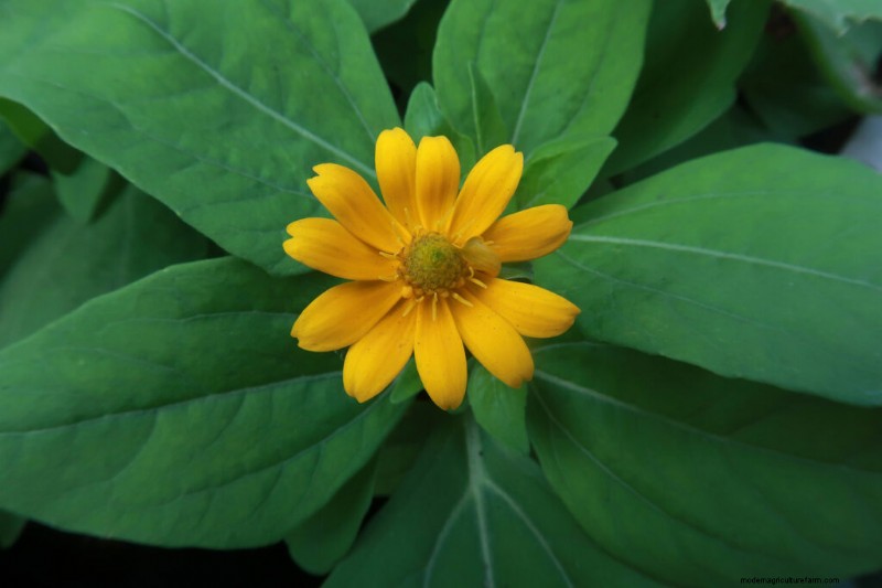 Kruipende Zinnia (Sanvitalia):kweekgids en verzorging 