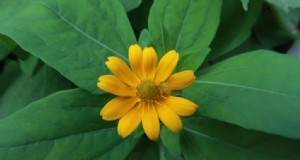 Kruipende Zinnia (Sanvitalia):kweekgids en verzorging 