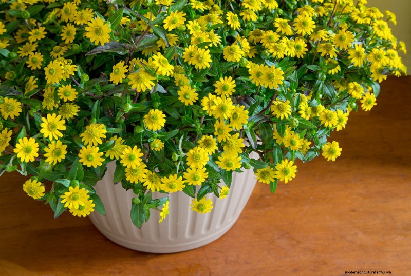 Kruipende Zinnia (Sanvitalia):kweekgids en verzorging 