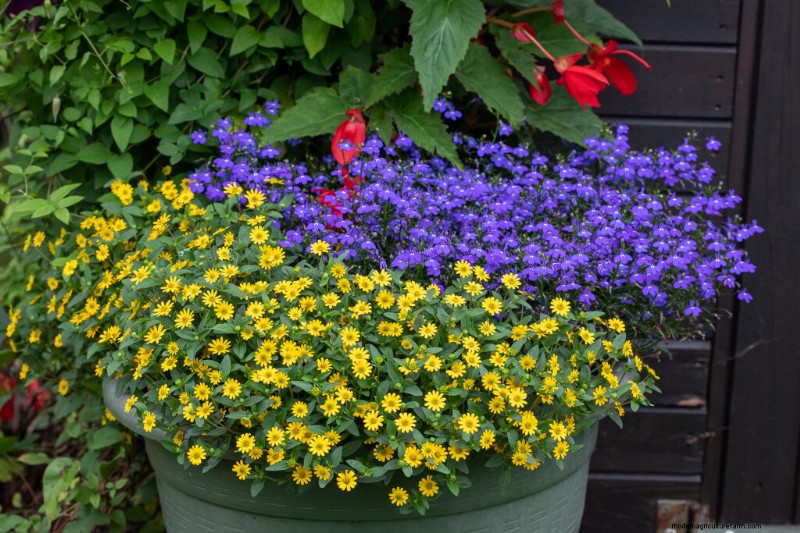 Kruipende Zinnia (Sanvitalia):kweekgids en verzorging 