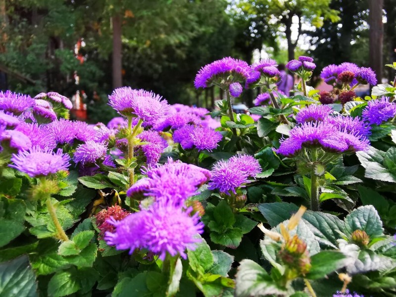 Ageratum:Wachsende Zahnseideblume – Pflege- und Pflanzanleitung 
