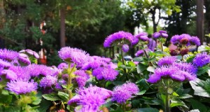 Ageratum:Wachsende Zahnseideblume – Pflege- und Pflanzanleitung 
