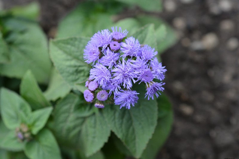 Ageratum:Wachsende Zahnseideblume – Pflege- und Pflanzanleitung 