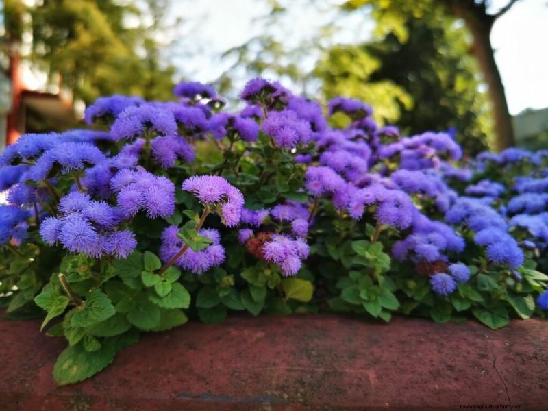 Ageratum:Wachsende Zahnseideblume – Pflege- und Pflanzanleitung 