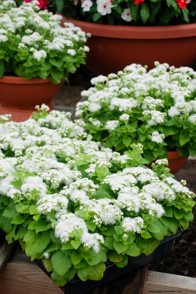 Ageratum:Wachsende Zahnseideblume – Pflege- und Pflanzanleitung 