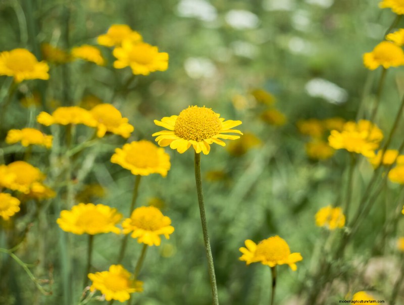 Dahlberg Daisy (Thymophylla):kweekgids en verzorging 