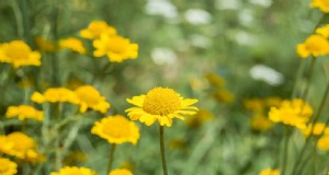 Dahlberg Daisy (Thymophylla):guida alla coltivazione e cura 