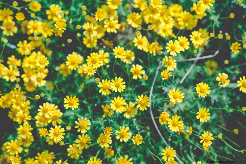 Dahlberg Daisy (Thymophylla):kweekgids en verzorging 