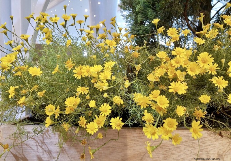 Dahlberg Daisy (Thymophylla):kweekgids en verzorging 