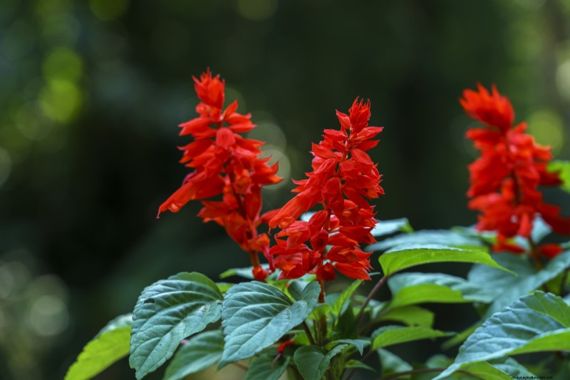 一年生レッドサルビア (Salvia splendens) の成長:完全ガイド 