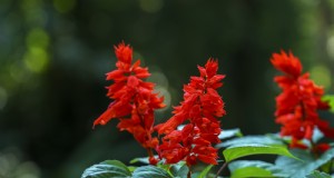 一年生レッドサルビア (Salvia splendens) の成長:完全ガイド 
