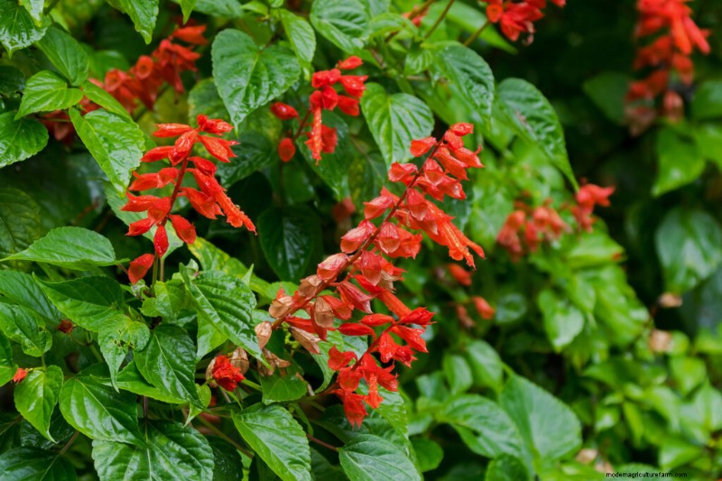 一年生レッドサルビア (Salvia splendens) の成長:完全ガイド 
