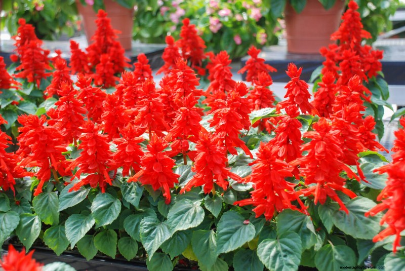 一年生レッドサルビア (Salvia splendens) の成長:完全ガイド 