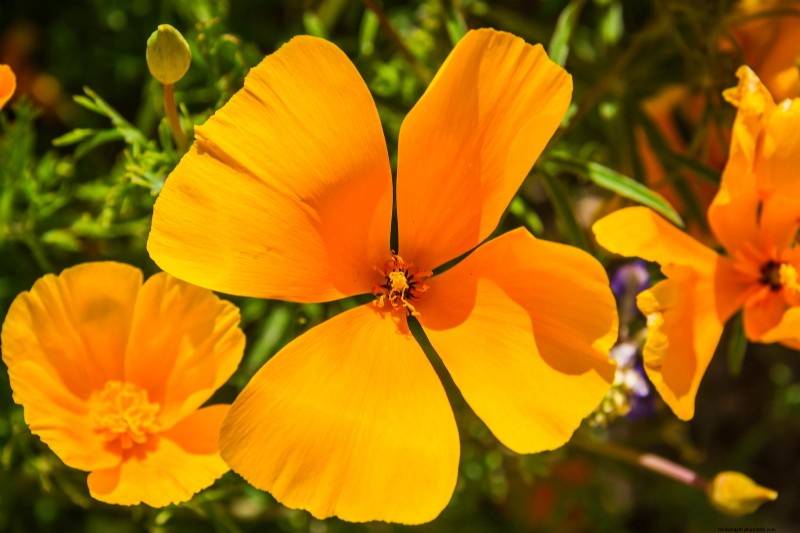 Papavero della California (Eschscholzia):guida alla coltivazione e cura 