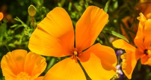 Papavero della California (Eschscholzia):guida alla coltivazione e cura 