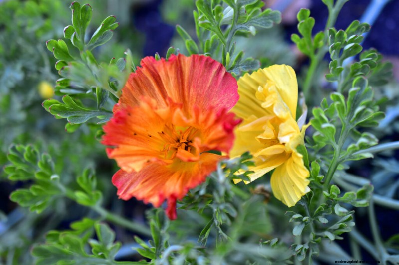 Papavero della California (Eschscholzia):guida alla coltivazione e cura 