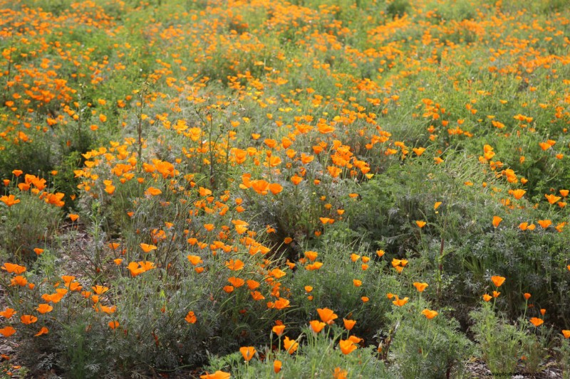 Papavero della California (Eschscholzia):guida alla coltivazione e cura 