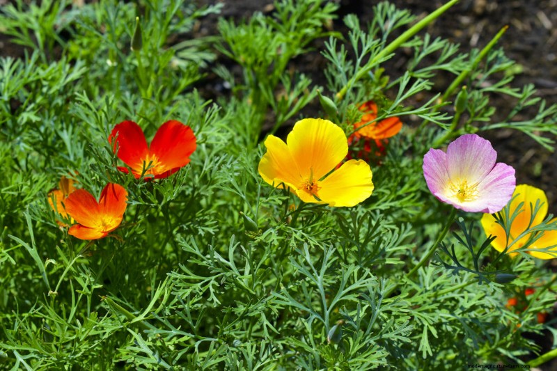 Papavero della California (Eschscholzia):guida alla coltivazione e cura 