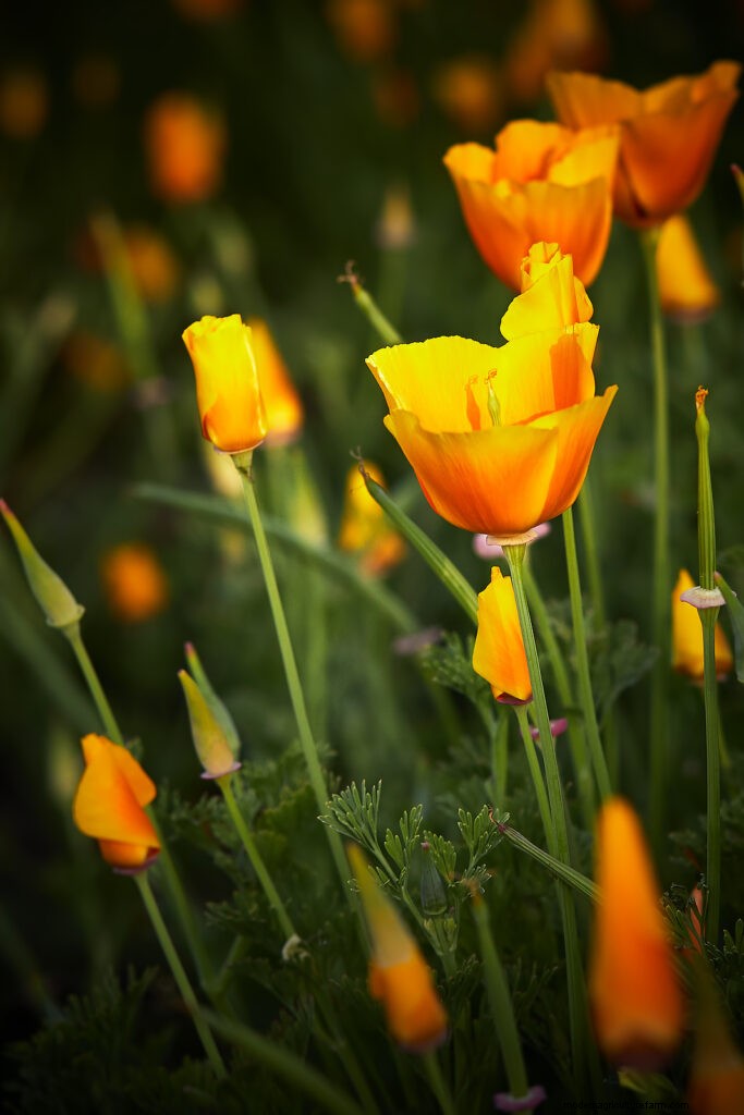 Papavero della California (Eschscholzia):guida alla coltivazione e cura 