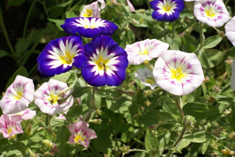 Morning Glory (Convolvulus):guida alla coltivazione e consigli per la cura 