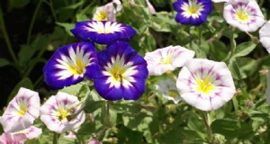 Morning Glory (Convolvulus):guida alla coltivazione e consigli per la cura 