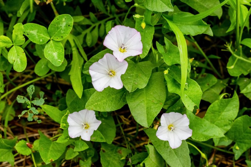 Morning Glory (Convolvulus):guida alla coltivazione e consigli per la cura 