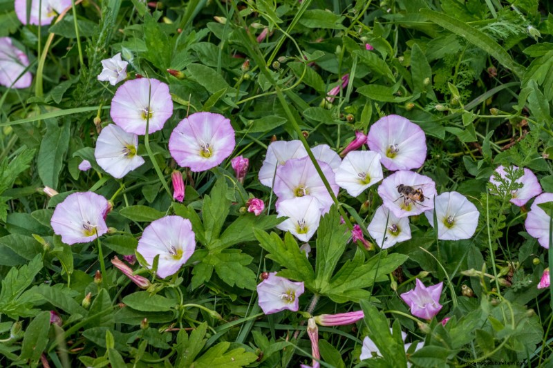 Morning Glory (Convolvulus):guida alla coltivazione e consigli per la cura 