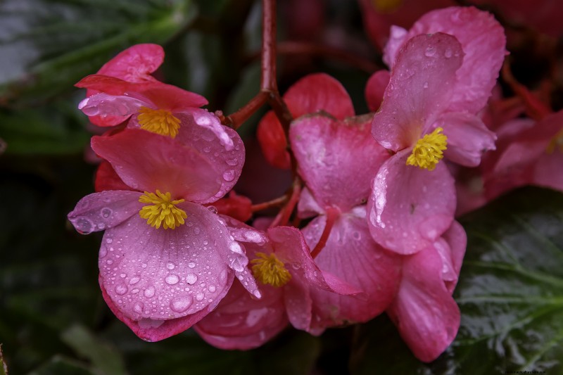 Groeiende beddengoedbegonia s:een complete gids voor levendige bloemen 