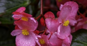 Cultivo de begonias de lecho:una guía completa para flores vibrantes 