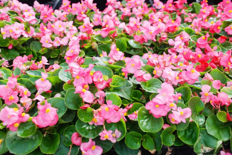 Groeiende beddengoedbegonia s:een complete gids voor levendige bloemen 