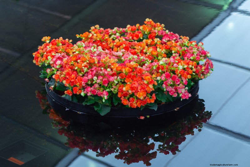 Groeiende beddengoedbegonia s:een complete gids voor levendige bloemen 