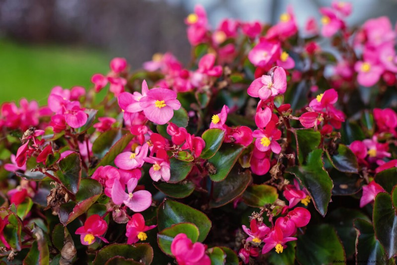 Groeiende beddengoedbegonia s:een complete gids voor levendige bloemen 