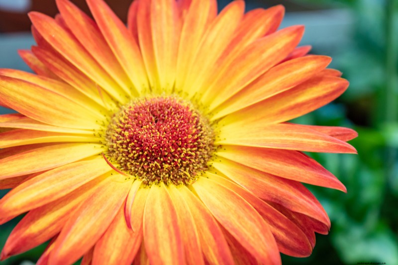 Growing Transvaal Daisies (Gerbera):Panduan Lengkap 