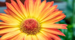 Groeiende Transvaal madeliefjes (Gerbera):een complete gids 