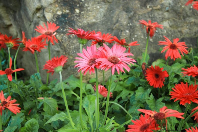 Growing Transvaal Daisies (Gerbera):Panduan Lengkap 