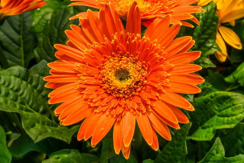 Growing Transvaal Daisies (Gerbera):Panduan Lengkap 