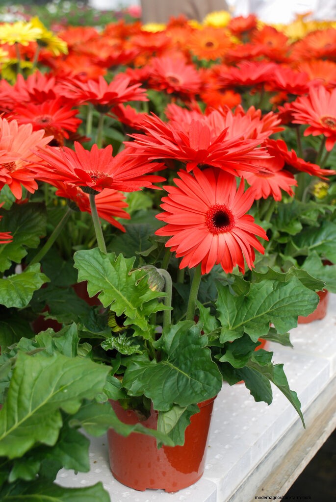 Growing Transvaal Daisies (Gerbera):Panduan Lengkap 
