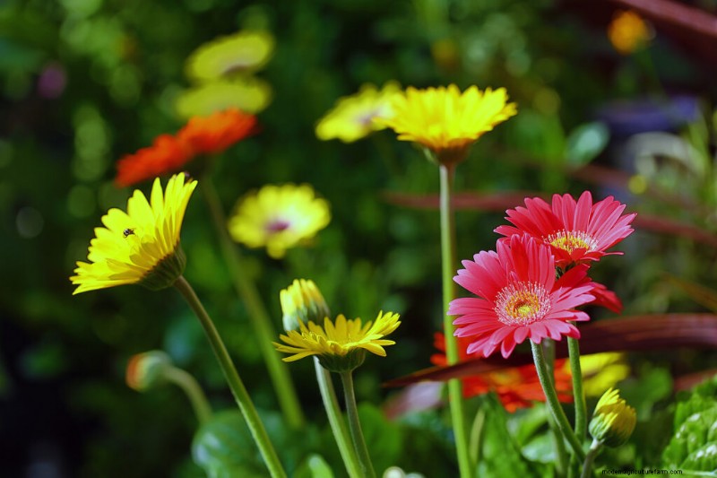 Growing Transvaal Daisies (Gerbera):Panduan Lengkap 
